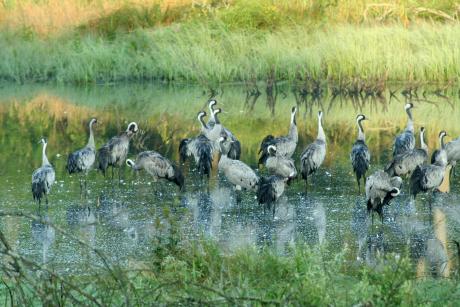 Walory przyrodnicze Nadleśnictwa