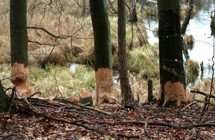 fot. Stanisław Blonkowski
