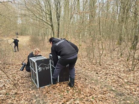 Ryś - nowy mieszkaniec lasów Nadleśnictwa Susz.